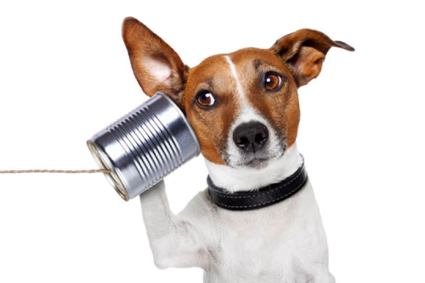 Kontakt Hund mit Schnurtelefon